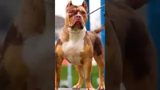 Sare bolo bewafa song shots you tube me Akshay Kumar letest dog attitude #2022 #akshaykumar #songs