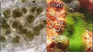 Baby Snails Eggs Hatching Time Lapse