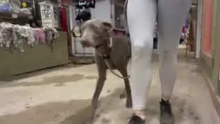 6 month old Weimaraner &ldquo;Buddy&rdquo; | Melbourne dog trainers | space coast dog trainer