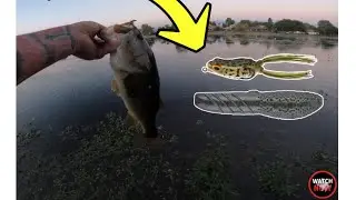 Bass fishing Summer to fall transition with frogs and Deps cover scat!