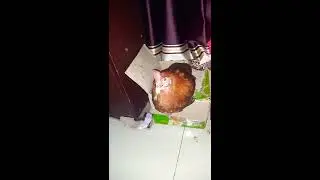 - Cock having breath problem..😞