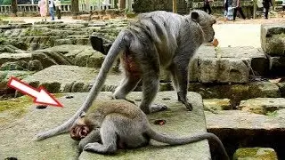 OMG! Timo Cries Hungry Milk Old Mom Tima, Tima Looks Tired & No Milk For Timo. Lovely Action Timo.
