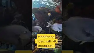 Meditation music with 4k aquarium #shorts