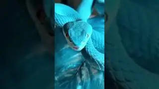 Blue snake #amazing