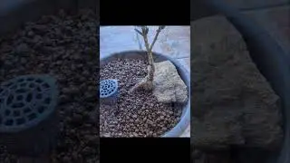 #Prebonsai de Olivo #chill #bonsai