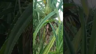 Kewada flower