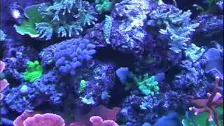 75 Gallon Mixed Reef Tank
