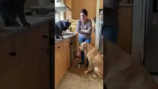 Cat Blames Dog for the Mess 😂🐱🐶 #Shorts #cat