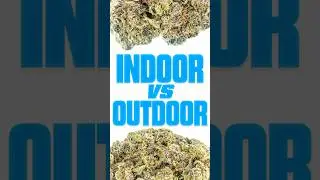 Indoor VS Outdoor Cannabis