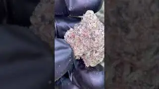 CHERRY ZLUSHIE STRAIN BY LA TRAFFIC #420 #cannabisstrains #designerweed #exotics