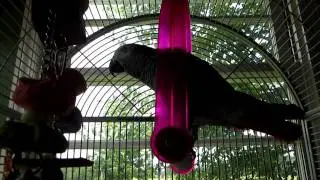 African Grey Parrot, 