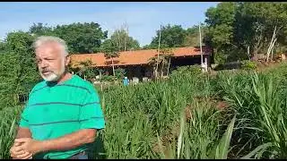 Cliente Querido que adquiriu mudas de BRS CAPIAÇU!