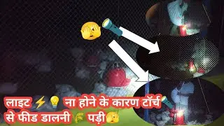 Poultry farm me Lite💡Na hone ke karan torch 🔦 se feed dalni padi🫣 #poultryfarm #poultry