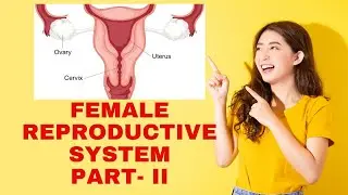 Female reproductive system Part - 2 | external genitalia | Internal genitalia | Functions