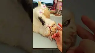 My Cat Took Over My Desk! | Golden British Shorthair Office Playtime Vlog 🐱