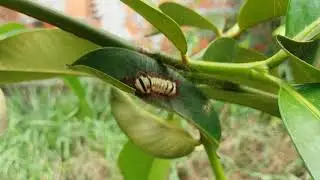Gusano Venenoso en Colombia