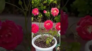 beautiful garden flowers #flowers #shorts