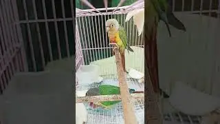 #parrot #birds #love #conure #pets #funny