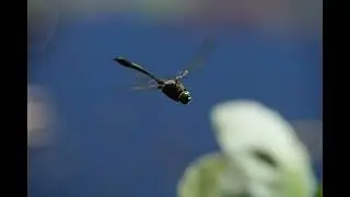 Downy Emerald Dragonfly in the New Forest