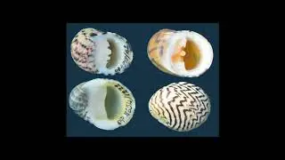 [Wikipedia] Neritidae
