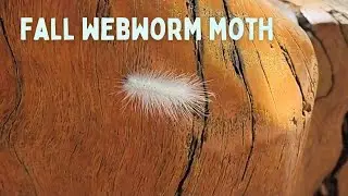 Fall Webworm Moth Caterpillar