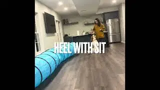 AKC trick level 2 training 5 month old Bernedoodle 