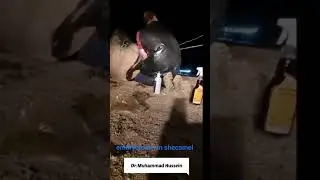 تقطيع جنين بارك بركة أمه embryotomy  In shecamel