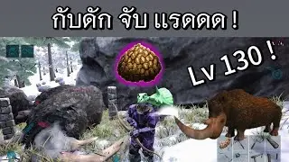 arkมือถือ ทำกับดักจับ เเรด Woolly Rhino เวล130 !