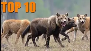 Top 10 Animals That Hunt in Packs