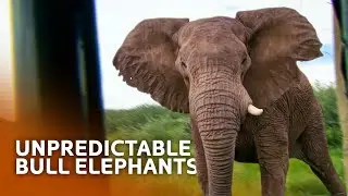 The Most Dangerous and Unpredictable Animals In Namibia