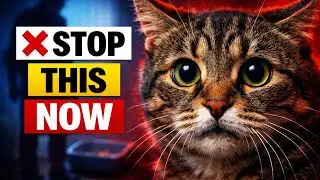 Your Cat Is Stressed Because of WHERE You Put Their Box