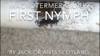 Macrotermes gilvus (mound termite) king and queens first nymph