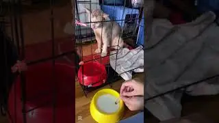 cat flu problem and fluid treatment