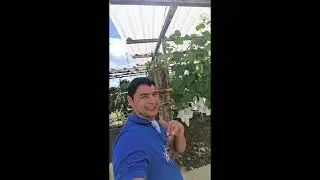 Viticultura Hist&oacute;rias em Ferraz com Temporin na Chacara de Sergio Semerdjian