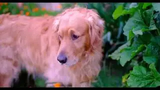 Fluffy Golden Retriever
