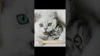 khong sao ca - 7dnight #khongsaoca #7dnight #catshorts #cat #singingcats #popularsong #viralvideo