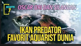 7 JENIS IKAN OSCAR PALING CANTIK DAN KEREN