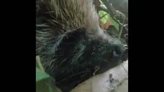 Прекрасный Ёжик в ожидании заката солнца A beautiful Hedgehog in anticipation of the night time