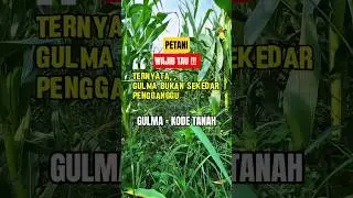 Gulma Bisa Mengungkap Kondisi Tanahmu! Ini Faktanya #gulma #faktagulma #fyp