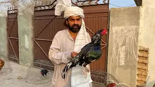 Bot Dalny Ka Angraizi Or Desi Azmooda Nuskha 100 % bachay niklen Gay