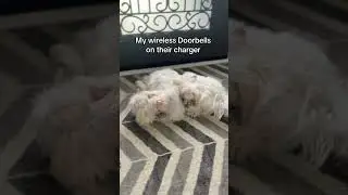 Unfortunately, it&rsquo;s true #dog #dogsoftiktok #cutemaltese
