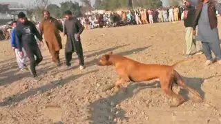 Champio. Bully dogs | top mtches pakistan | big bully dogs | SIAL DAILY VLOG