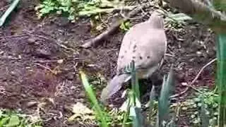TWO MOURNING DOVES