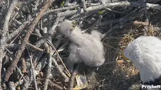 SWFL EAGLE CAM 2025.12.28 🪺🐣E26 has arrived at the nest rail.