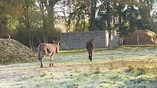 La petite ânesse Ora à la rencontre de Princesse