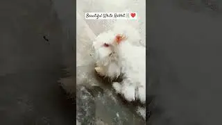 Beautiful white rabbit angora rabbit 🐇#homeanimals