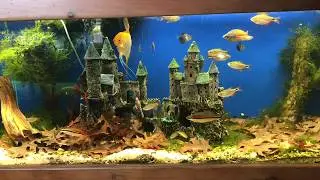 Gary's Fish Room