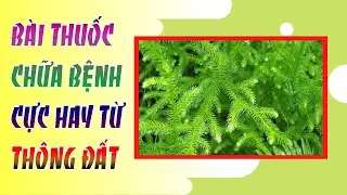 Pine tree - Uses and extremely good remedies in treating diseases you should know