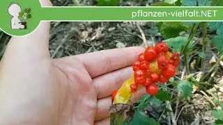 Gefleckter Aronstab - Reife Fr&uuml;chte & Samen - 19.07.18 (Arum maculatum) - Giftige Wildpflanzen