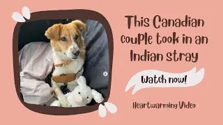 This Canadian couple took in an Indian stray | Heartwarming Video | Indian Journo